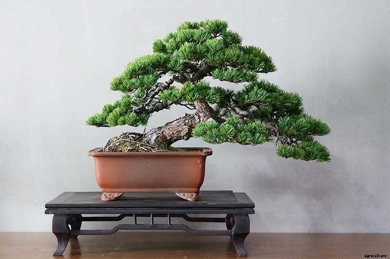 An Intro to Bonsai Trees: Information for the Beginner
