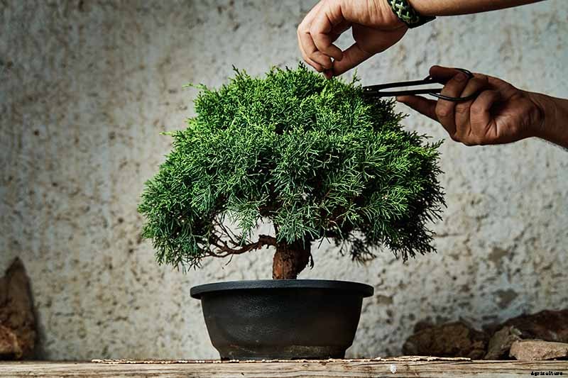 An Intro to Bonsai Trees: Information for the Beginner