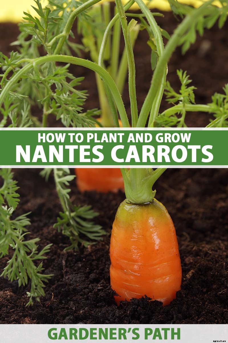 No Peeling Required: How to Grow Nantes Carrots