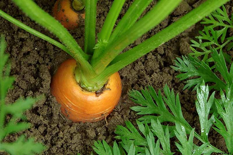 No Peeling Required: How to Grow Nantes Carrots