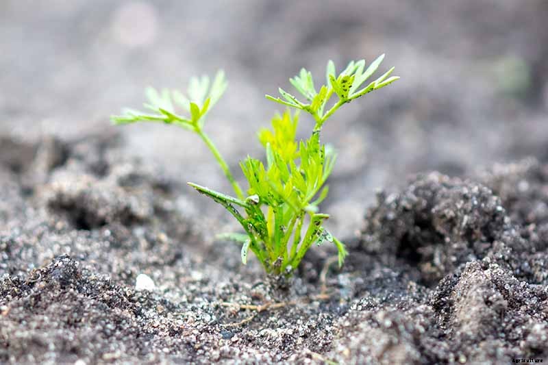 No Peeling Required: How to Grow Nantes Carrots