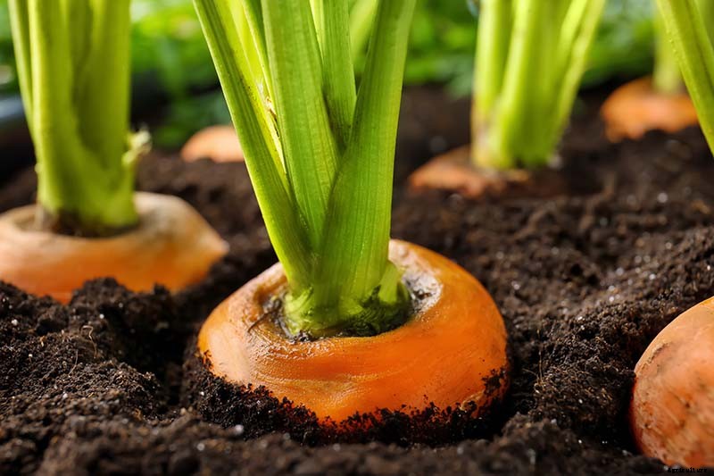 No Peeling Required: How to Grow Nantes Carrots