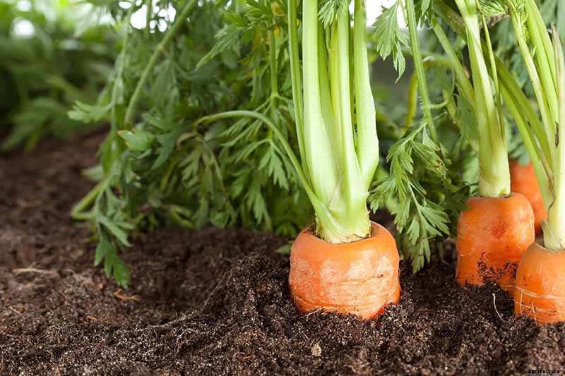 No Peeling Required: How to Grow Nantes Carrots