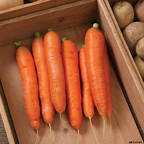 No Peeling Required: How to Grow Nantes Carrots