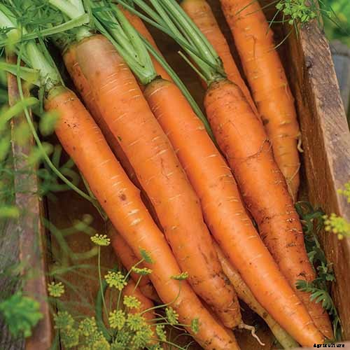 No Peeling Required: How to Grow Nantes Carrots