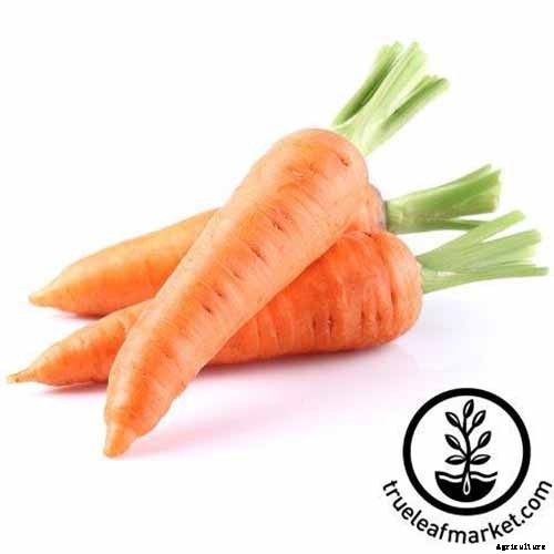 No Peeling Required: How to Grow Nantes Carrots