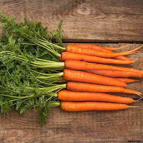 No Peeling Required: How to Grow Nantes Carrots