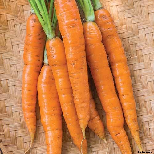 No Peeling Required: How to Grow Nantes Carrots