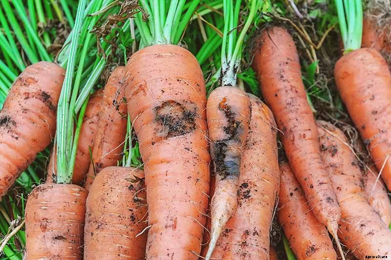 No Peeling Required: How to Grow Nantes Carrots
