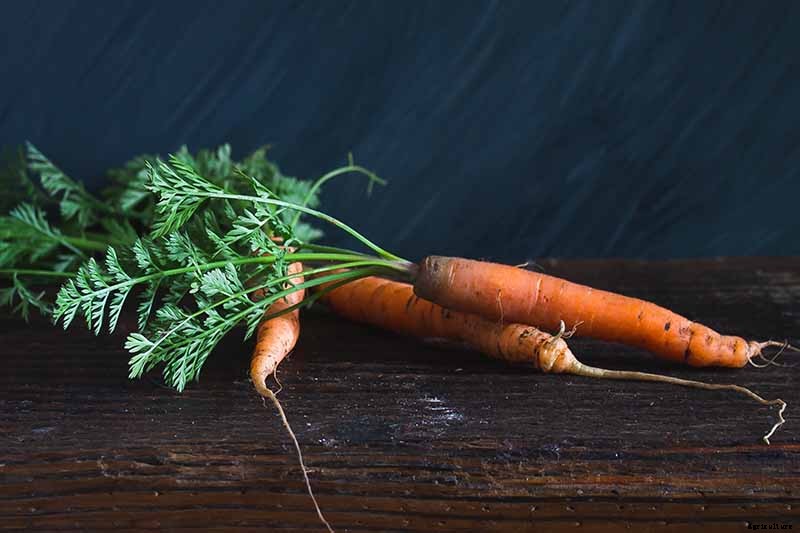 No Peeling Required: How to Grow Nantes Carrots