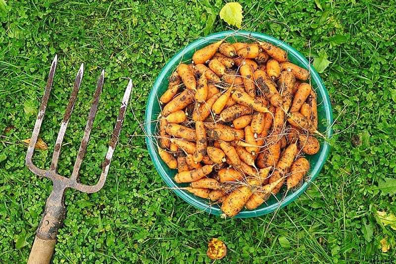 No Peeling Required: How to Grow Nantes Carrots