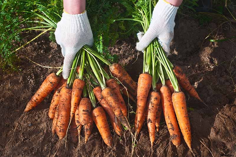 No Peeling Required: How to Grow Nantes Carrots