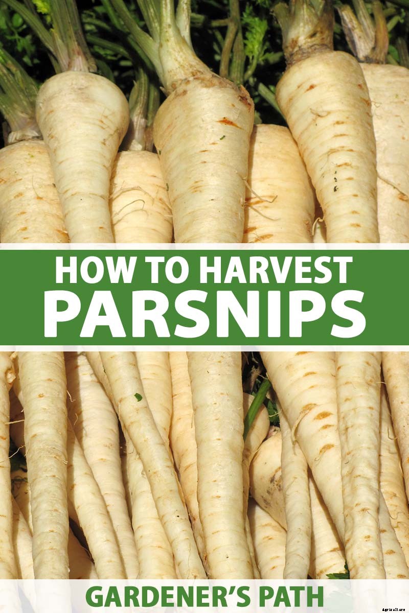 How to Harvest Parsnips