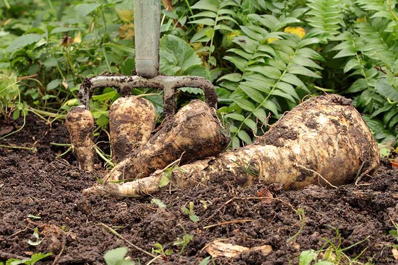 How to Harvest Parsnips