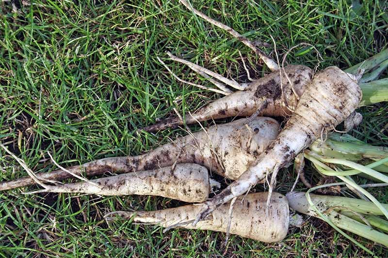 How to Harvest Parsnips