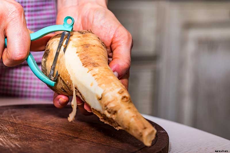 How to Harvest Parsnips