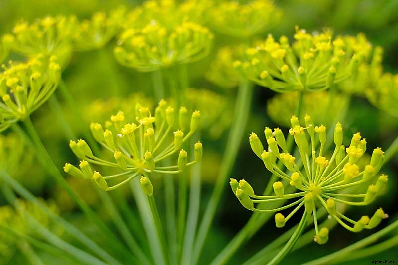 How to Harvest Parsnips