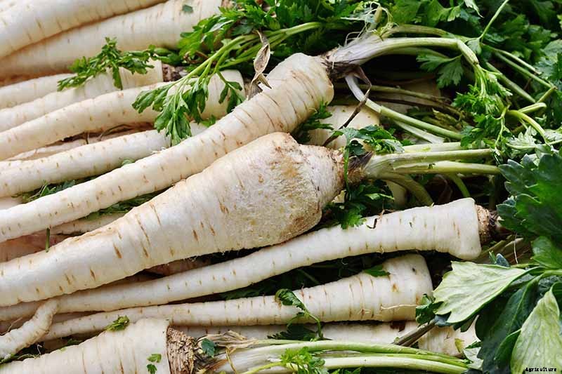 How to Harvest Parsnips