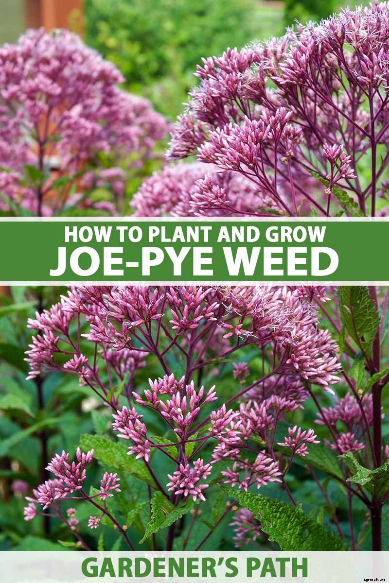 How to Grow Joe-Pye Weed in Your Landscape or Garden
