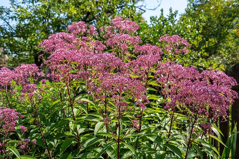 How to Grow Joe-Pye Weed in Your Landscape or Garden
