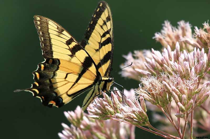 How to Grow Joe-Pye Weed in Your Landscape or Garden