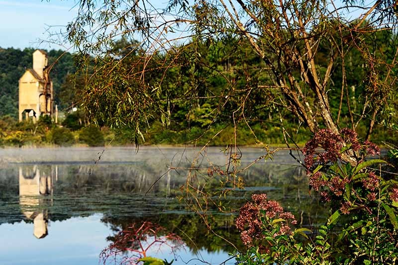 How to Grow Joe-Pye Weed in Your Landscape or Garden