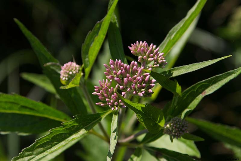 How to Grow Joe-Pye Weed in Your Landscape or Garden