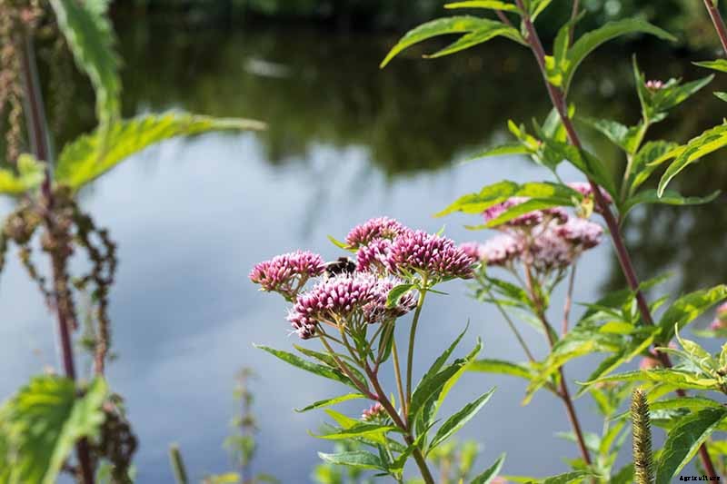 How to Grow Joe-Pye Weed in Your Landscape or Garden