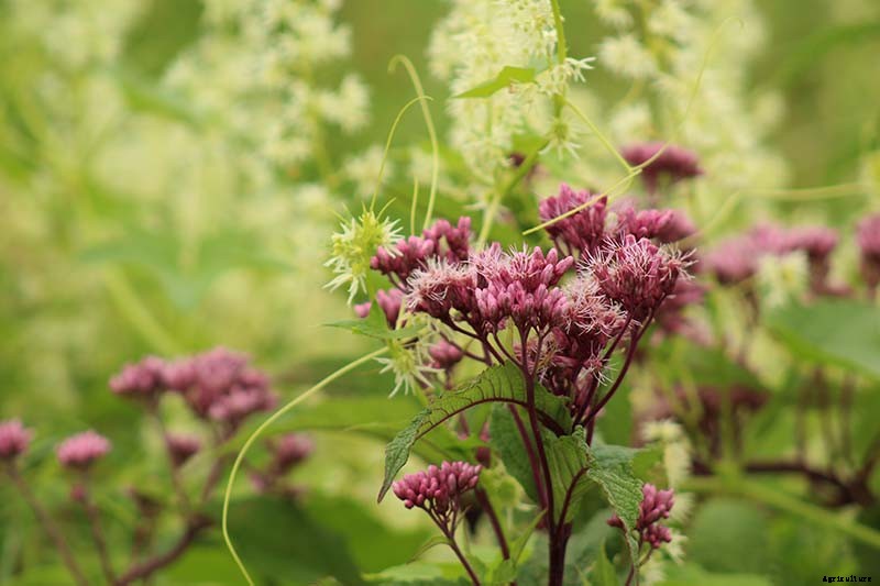 How to Grow Joe-Pye Weed in Your Landscape or Garden