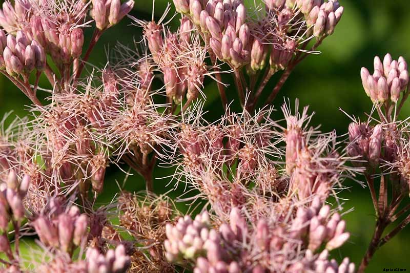How to Grow Joe-Pye Weed in Your Landscape or Garden
