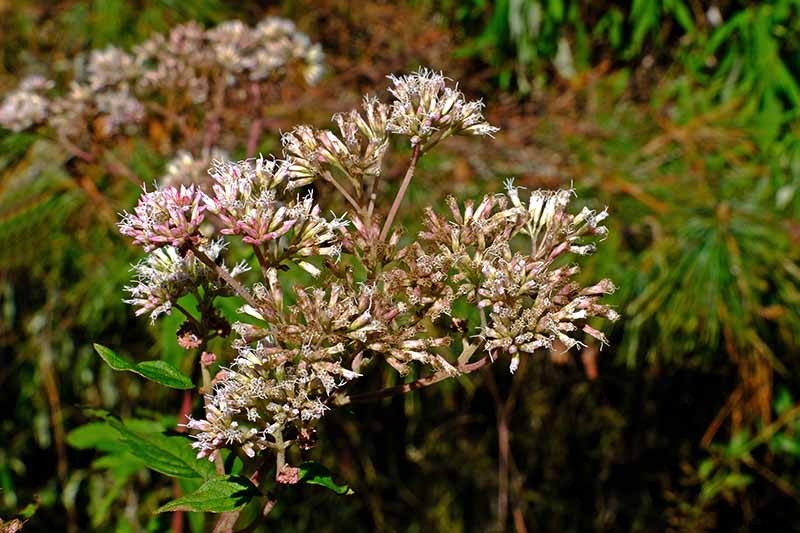 How to Grow Joe-Pye Weed in Your Landscape or Garden