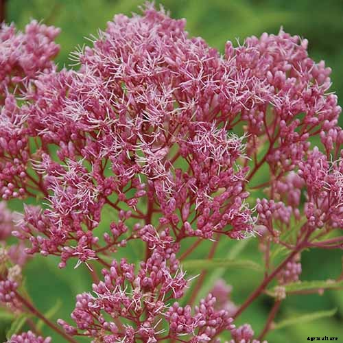 How to Grow Joe-Pye Weed in Your Landscape or Garden