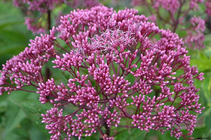 How to Grow Joe-Pye Weed in Your Landscape or Garden