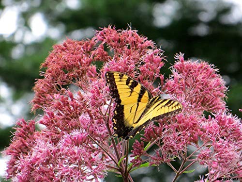 How to Grow Joe-Pye Weed in Your Landscape or Garden