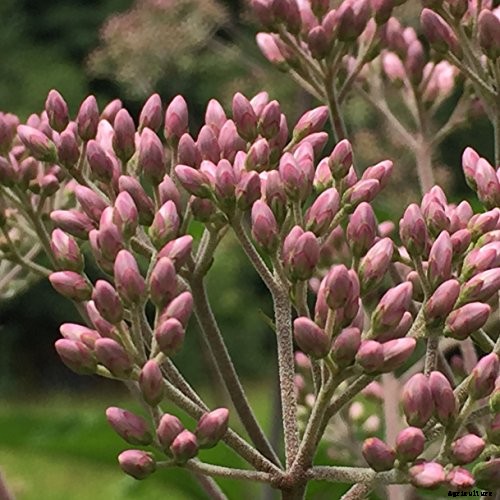 How to Grow Joe-Pye Weed in Your Landscape or Garden