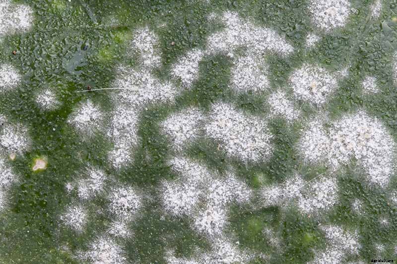 How to Grow Joe-Pye Weed in Your Landscape or Garden