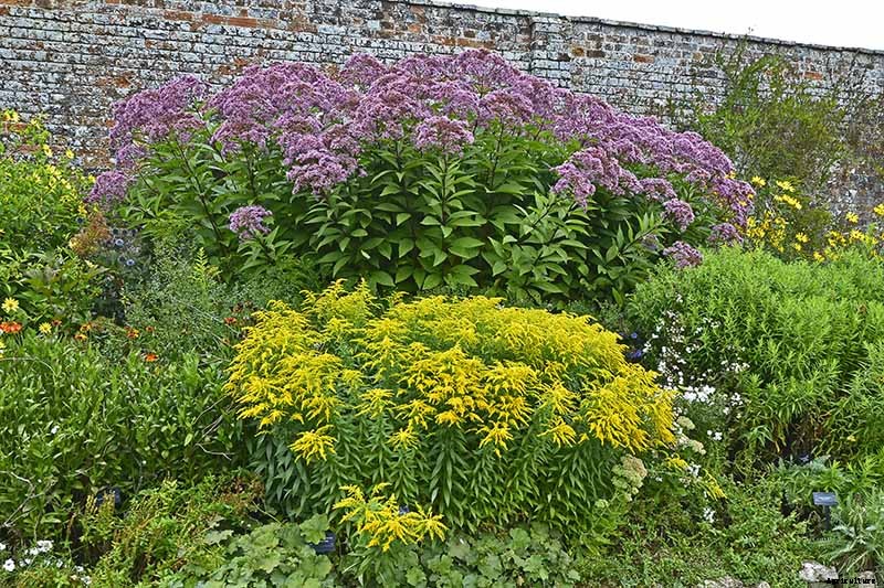 How to Grow Joe-Pye Weed in Your Landscape or Garden