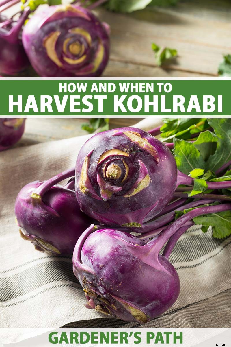 How And When to Harvest Kohlrabi