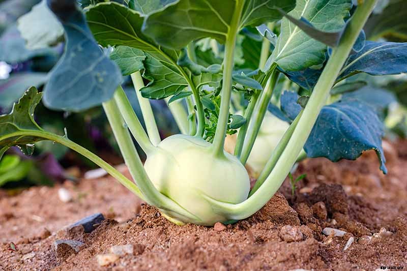 How And When to Harvest Kohlrabi