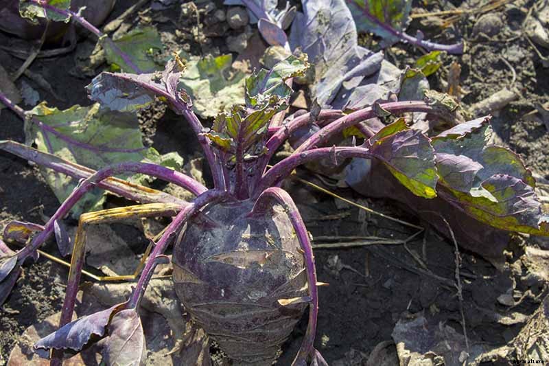 How And When to Harvest Kohlrabi