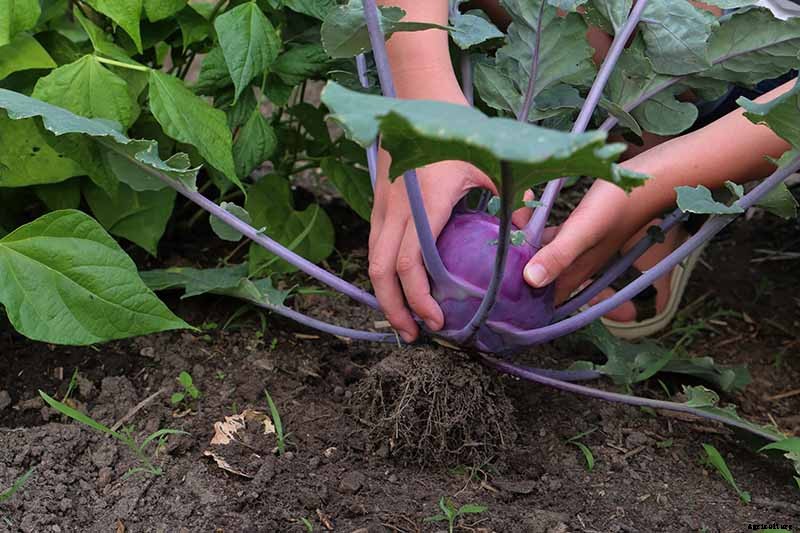How And When to Harvest Kohlrabi