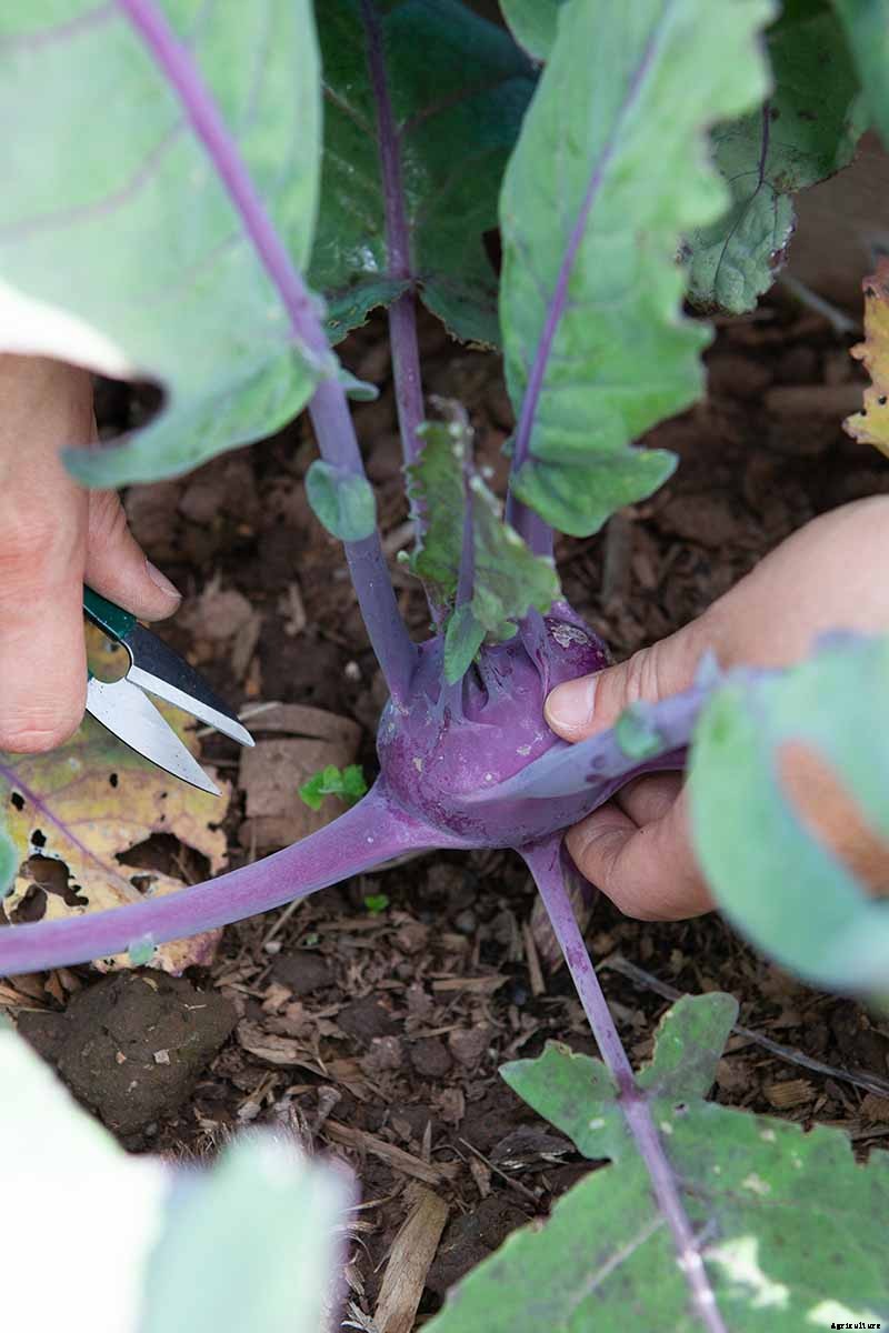 How And When to Harvest Kohlrabi