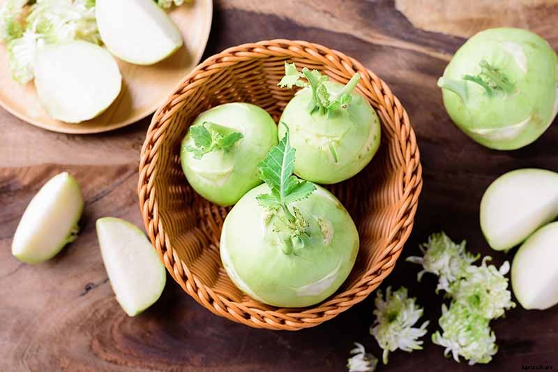 How And When to Harvest Kohlrabi