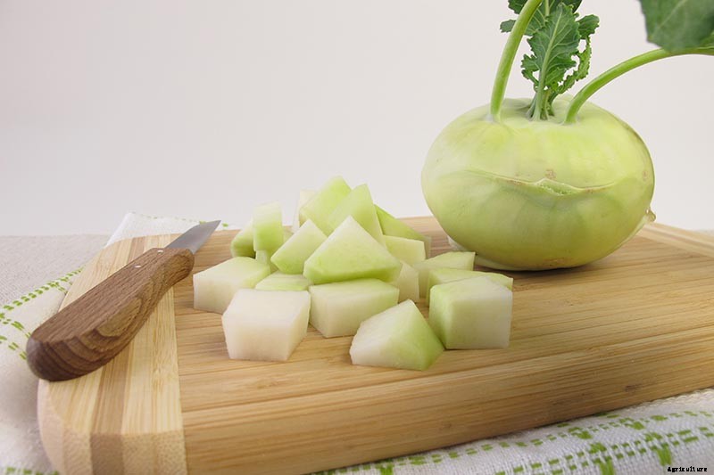 How And When to Harvest Kohlrabi