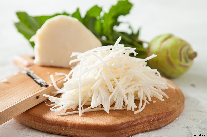 How And When to Harvest Kohlrabi