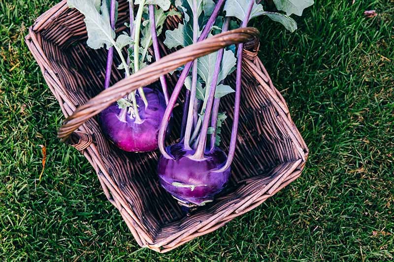 How And When to Harvest Kohlrabi