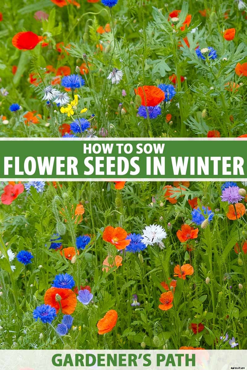 How to Sow Seeds in Winter for Sweet Spring Blooms
