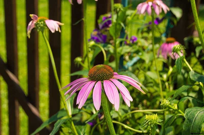 How to Sow Seeds in Winter for Sweet Spring Blooms