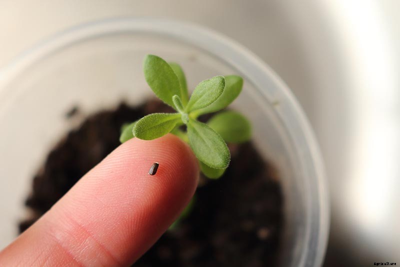 How to Sow Seeds in Winter for Sweet Spring Blooms