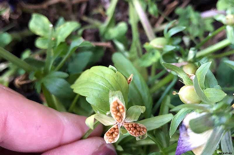 How to Sow Seeds in Winter for Sweet Spring Blooms